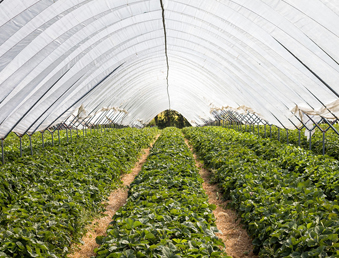 Как увеличить урожай и защитить его от заморозков